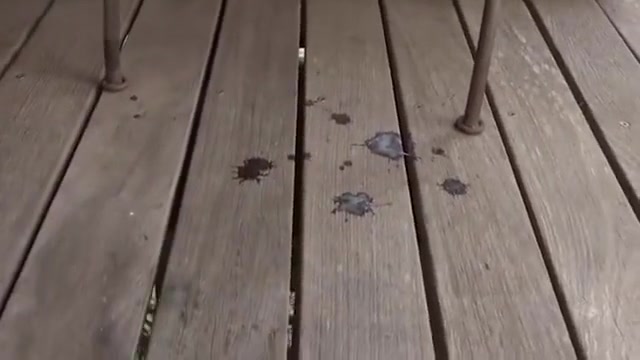 tgirls CUMpilation (2)