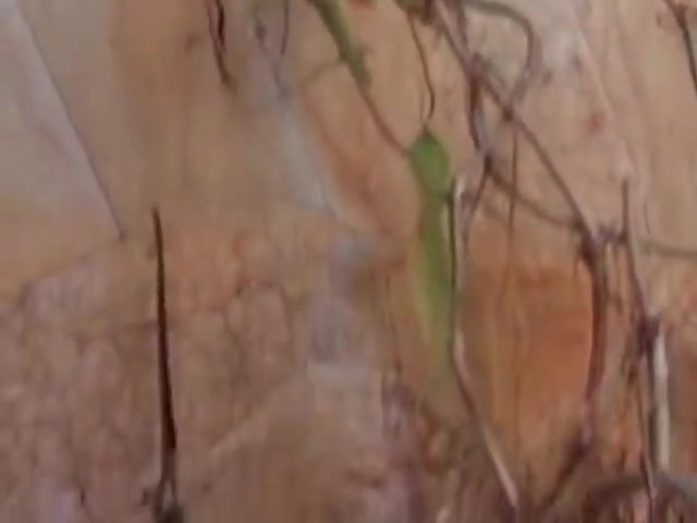 Sthis chabmale Having pleasure