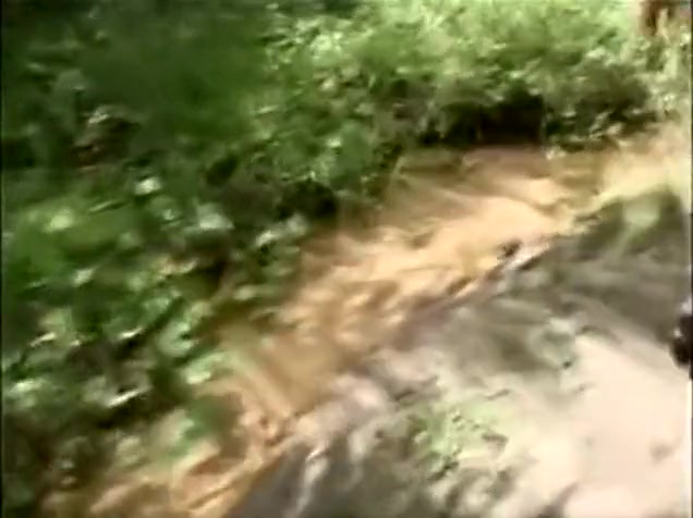 Outdoor trans orgy