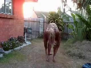 Hottest amateur shemale clip with Outdoor, Solo scenes