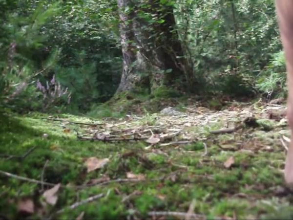 Im wald 3