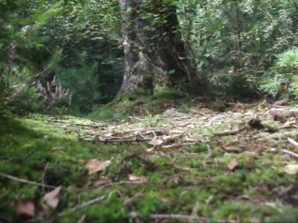 Im wald 3