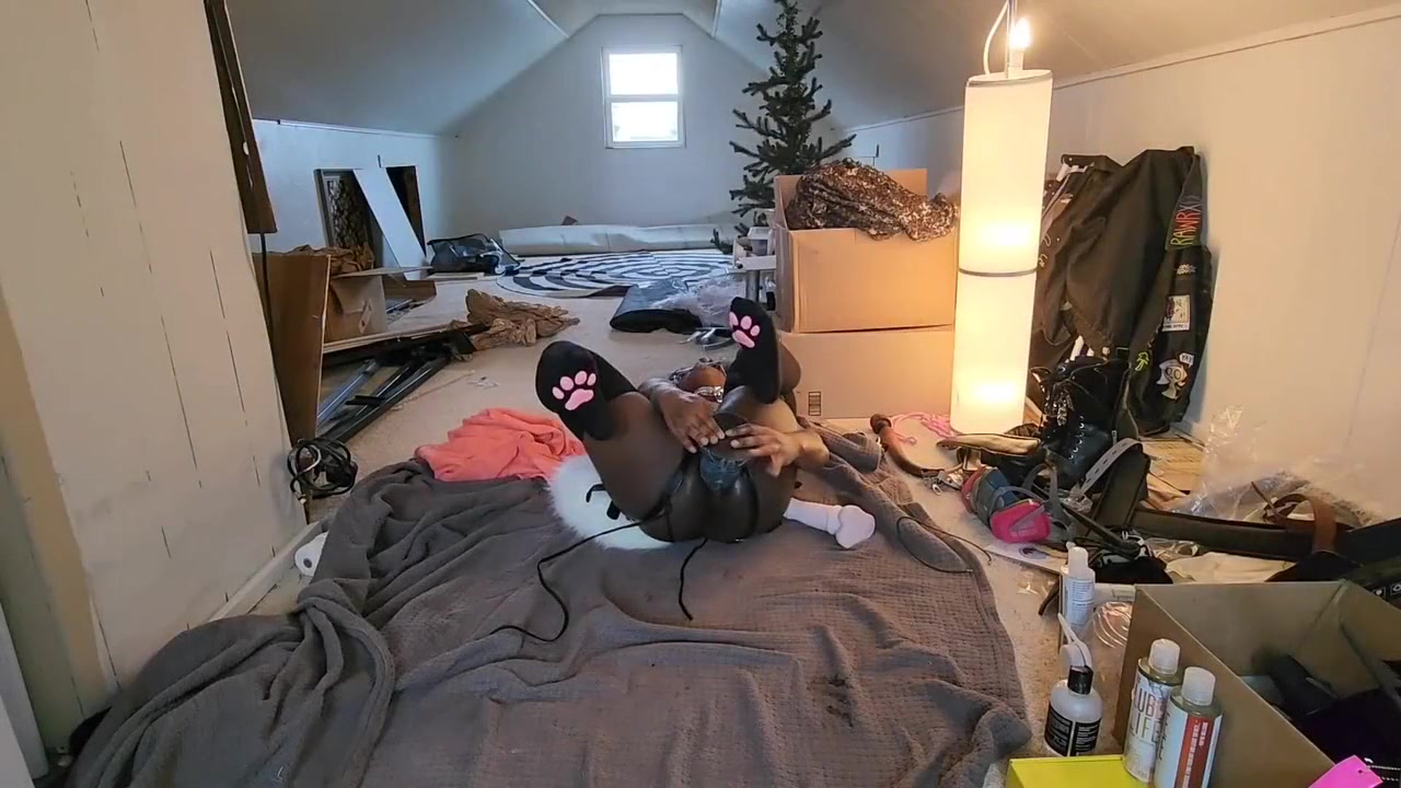 Cute Trans Blue Dog Plays With Toy