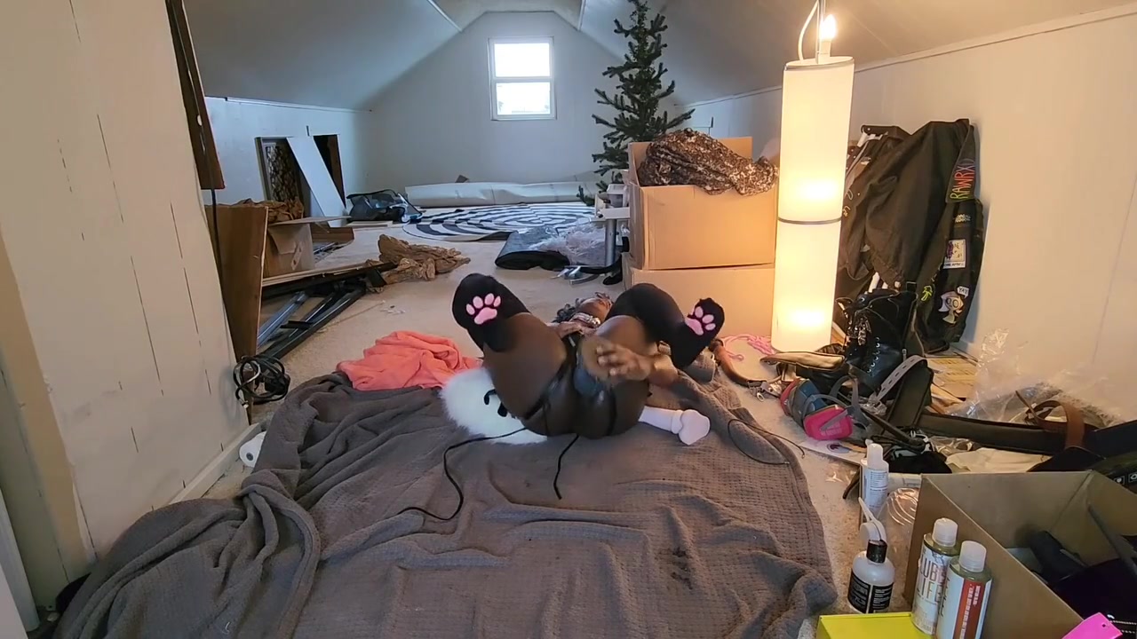 Cute Trans Blue Dog Plays With Toy