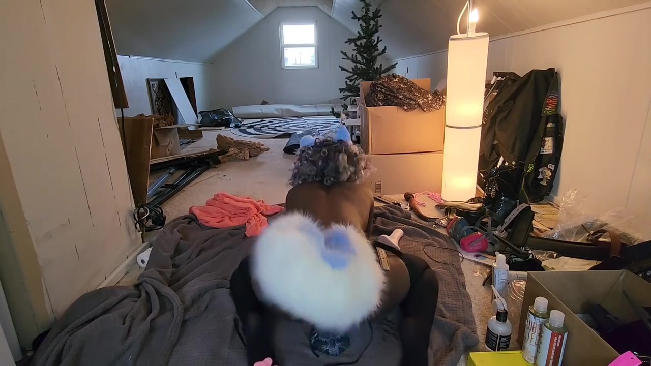Cute Trans Blue Dog Plays With Toy