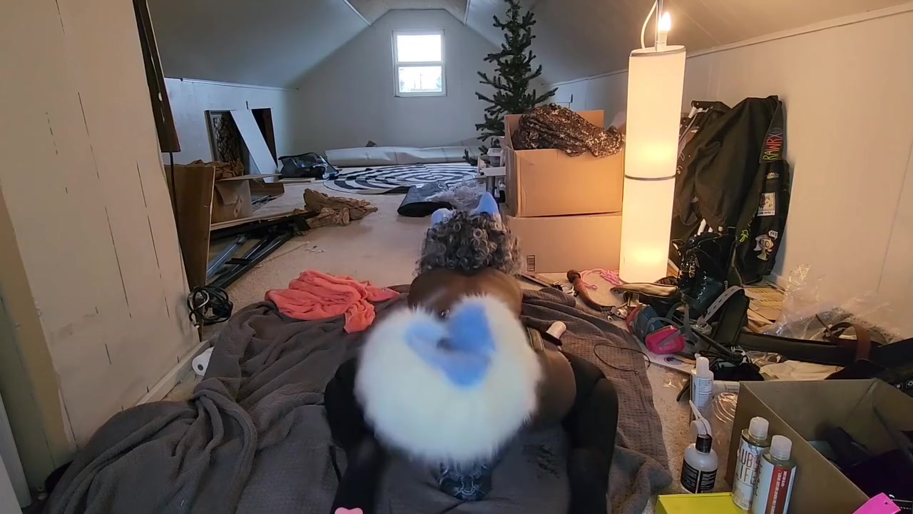 Cute Trans Blue Dog Plays With Toy