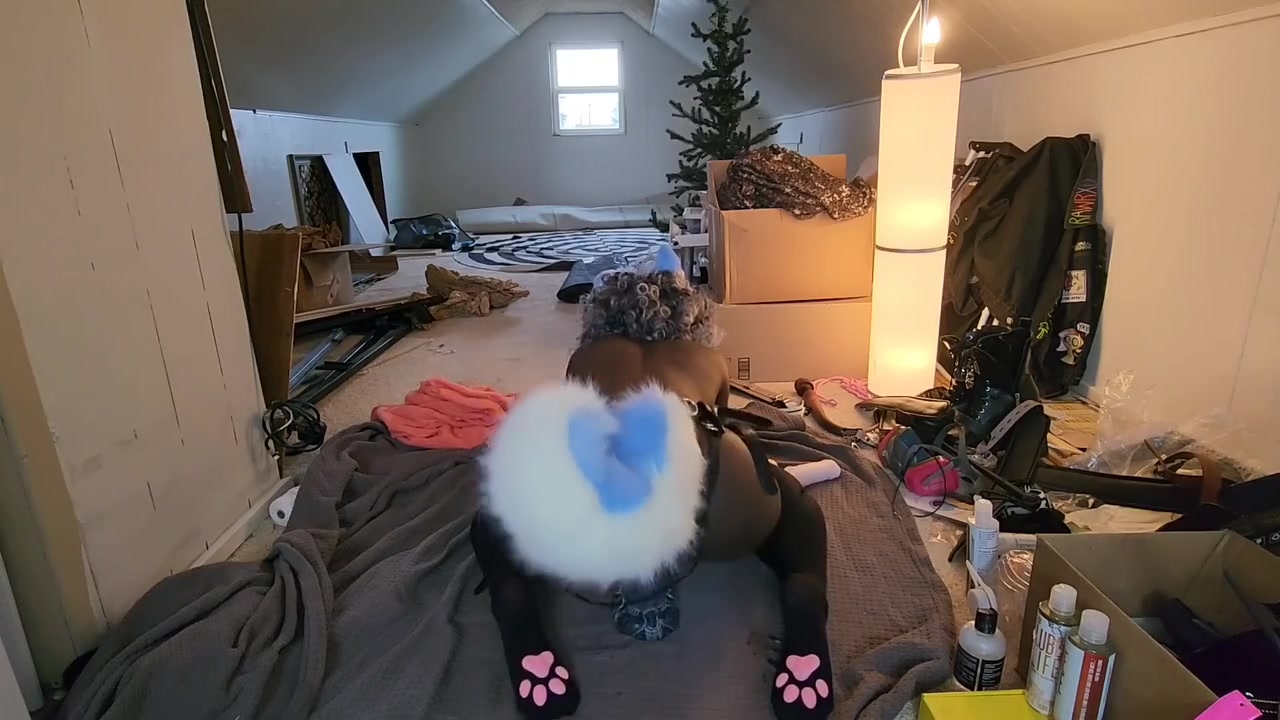 Cute Trans Blue Dog Plays With Toy