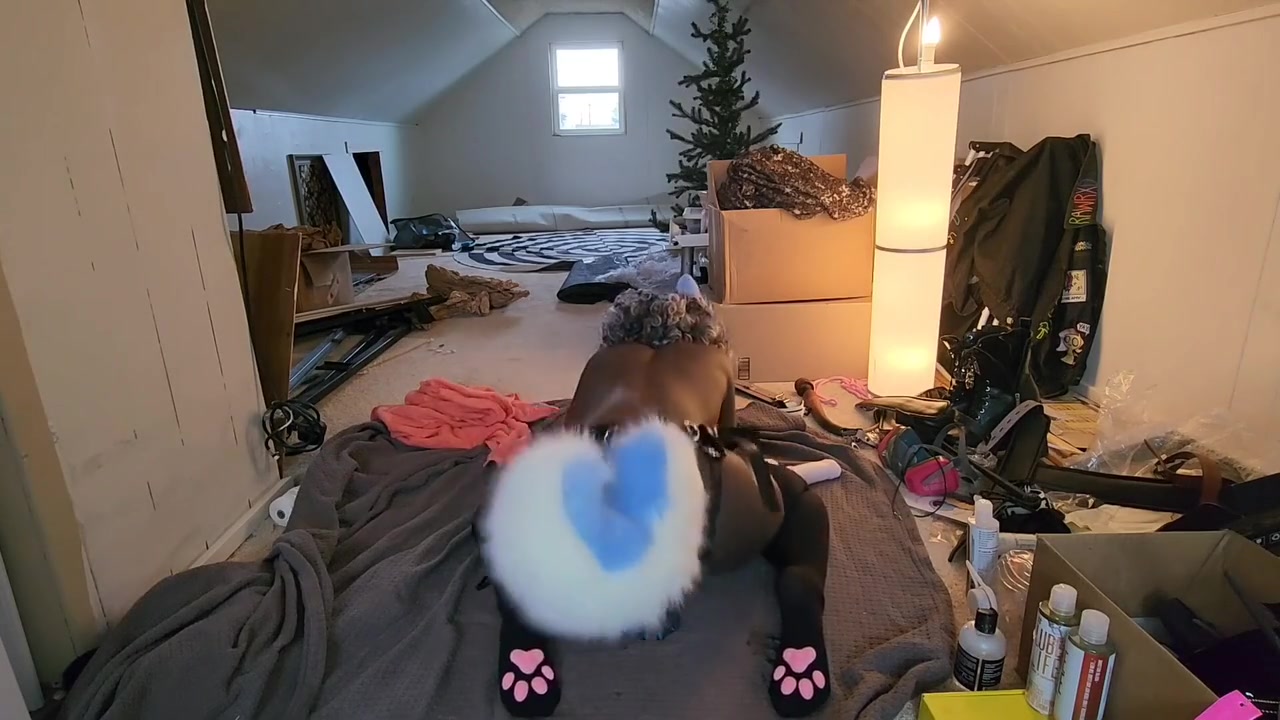Cute Trans Blue Dog Plays With Toy