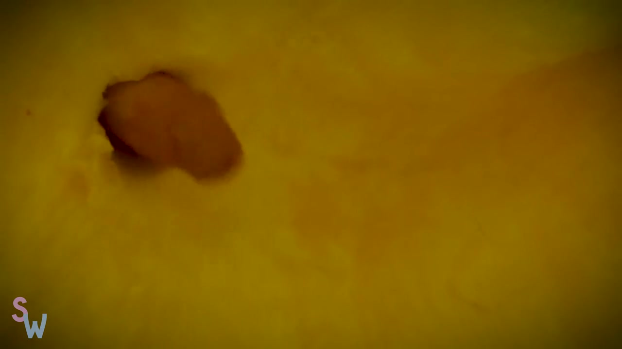 Horny Adult Scene Shemale Webcam Hottest Pretty One