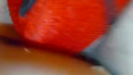 Big Dick Black Tranny Pleasing White Ass