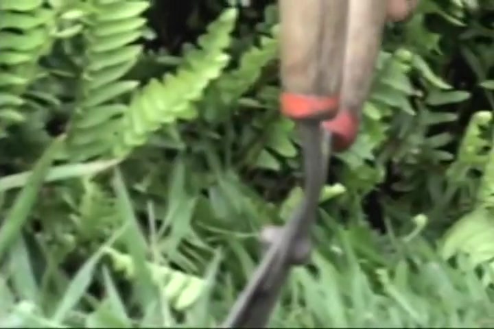 Blonde Shemale Fucked On The Grass