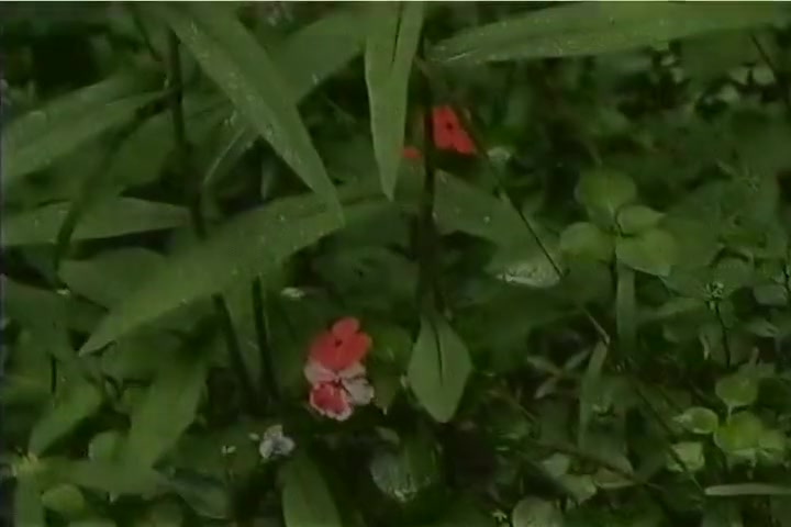 Hot Tranny Takes An Anal Fucking Outside