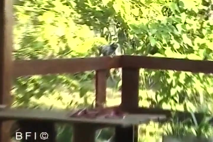 Big Tit Shemales 2