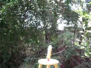 My backyard
