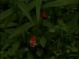 Interracial outdoor sex with a blonde tranny bitch
