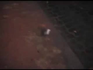 Nice shemale and guy have a sex