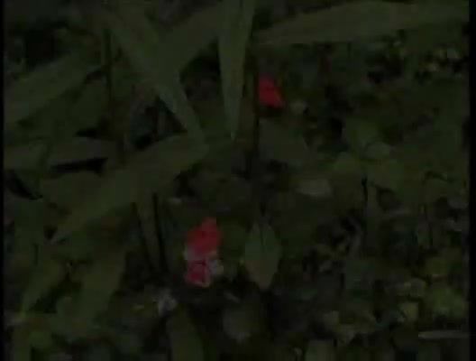 teen 18+ hot lover drills big boobs shemale and cums on tits