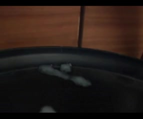 Busty shemales masturbate till cumload