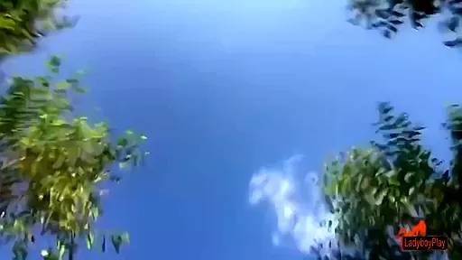 Noon In The Woods