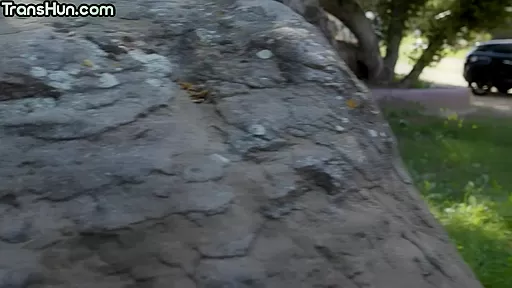 Nasty transgender fucks shemale lady in tight anal hole