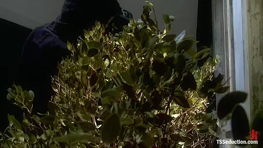 Natassia Dream Lorelei Lee Stalking the Stalker