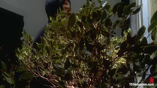 Natassia Dream Lorelei Lee Stalking the Stalker