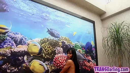 Bootylicious latin ts jerking off big cock in bikini